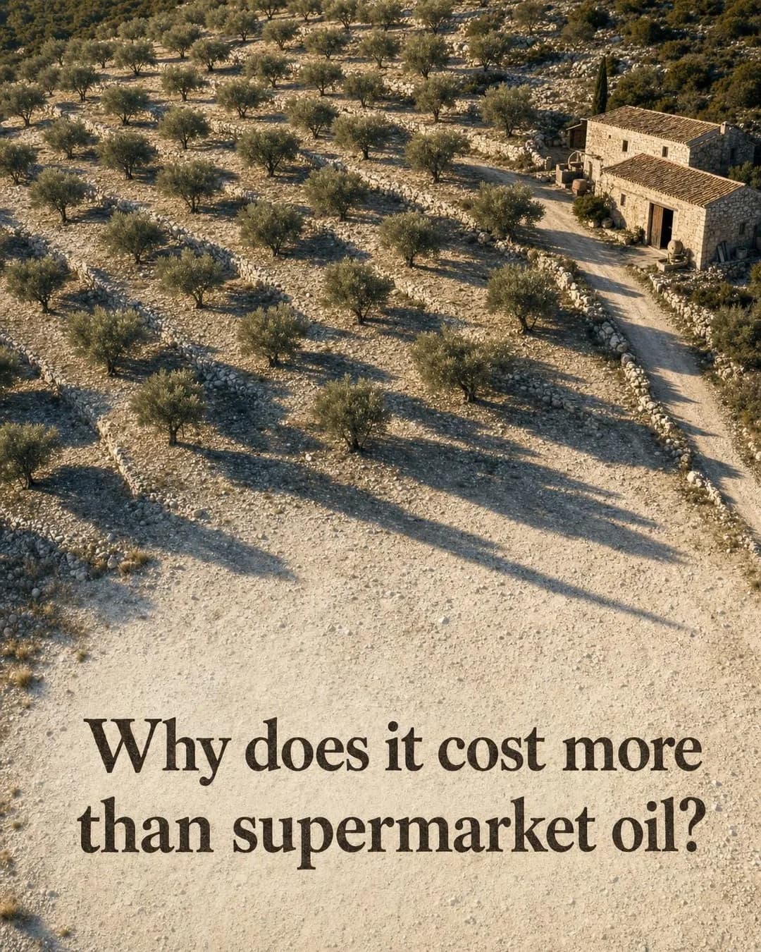 An elevated view of terraced hillside olive groves planted with scattered olive trees casting long late-afternoon shadows across pale, stony ground. A rustic two-story stone mill building sits along a dirt lane beside the grove. Bold serif text at the bottom reads, 'Why does it cost more than supermarket oil?'